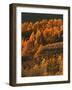 Aspen Grove, Steens Mountains, Oregon, USA-Charles Gurche-Framed Photographic Print