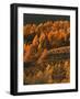 Aspen Grove, Steens Mountains, Oregon, USA-Charles Gurche-Framed Photographic Print