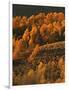 Aspen Grove, Steens Mountains, Oregon, USA-Charles Gurche-Framed Photographic Print