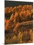 Aspen Grove, Steens Mountains, Oregon, USA-Charles Gurche-Mounted Photographic Print
