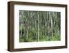 Aspen Grove Summer Horiz-Mitch Wein-Framed Photographic Print