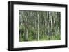 Aspen Grove Summer Horiz-Mitch Wein-Framed Photographic Print