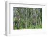 Aspen Grove Summer Horiz-Mitch Wein-Framed Photographic Print