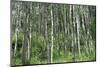 Aspen Grove Summer Horiz-Mitch Wein-Mounted Photographic Print