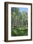 Aspen Grove Summer Verticle-Mitch Wein-Framed Photographic Print