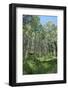 Aspen Grove Summer Verticle-Mitch Wein-Framed Photographic Print