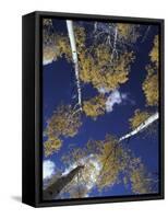 Aspen Grove, Victor, Idaho, USA-Jamie & Judy Wild-Framed Stretched Canvas