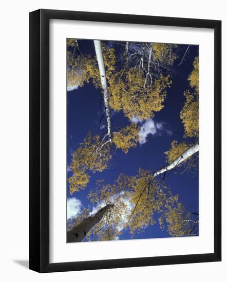 Aspen Grove, Victor, Idaho, USA-Jamie & Judy Wild-Framed Photographic Print