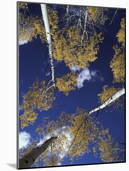 Aspen Grove, Victor, Idaho, USA-Jamie & Judy Wild-Mounted Photographic Print