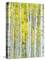 Aspen Grove, White River National Forest, Colorado, USA-Rob Tilley-Stretched Canvas