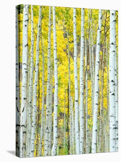 Aspen Grove, White River National Forest, Colorado, USA-Rob Tilley-Stretched Canvas