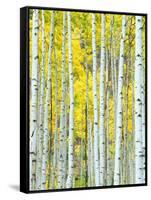 Aspen Grove, White River National Forest, Colorado, USA-Rob Tilley-Framed Stretched Canvas