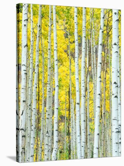 Aspen Grove, White River National Forest, Colorado, USA-Rob Tilley-Stretched Canvas