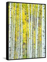 Aspen Grove, White River National Forest, Colorado, USA-Rob Tilley-Framed Stretched Canvas