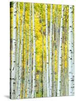 Aspen Grove, White River National Forest, Colorado, USA-Rob Tilley-Stretched Canvas