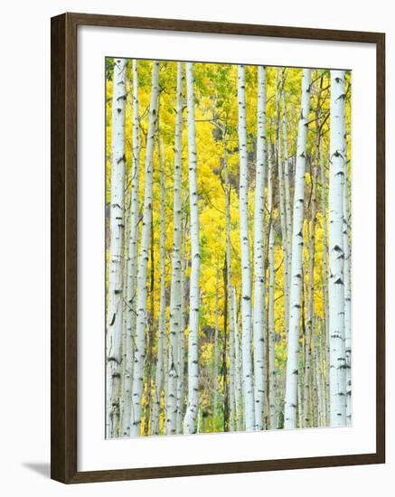 Aspen Grove, White River National Forest, Colorado, USA-Rob Tilley-Framed Premium Photographic Print