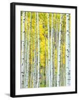 Aspen Grove, White River National Forest, Colorado, USA-Rob Tilley-Framed Premium Photographic Print