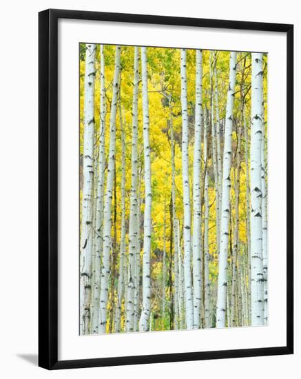 Aspen Grove, White River National Forest, Colorado, USA-Rob Tilley-Framed Premium Photographic Print