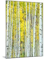 Aspen Grove, White River National Forest, Colorado, USA-Rob Tilley-Mounted Premium Photographic Print