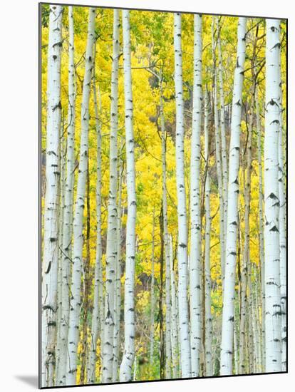 Aspen Grove, White River National Forest, Colorado, USA-Rob Tilley-Mounted Premium Photographic Print