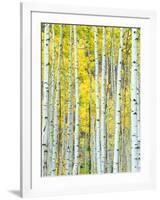 Aspen Grove, White River National Forest, Colorado, USA-Rob Tilley-Framed Premium Photographic Print