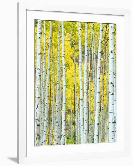 Aspen Grove, White River National Forest, Colorado, USA-Rob Tilley-Framed Premium Photographic Print