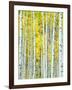 Aspen Grove, White River National Forest, Colorado, USA-Rob Tilley-Framed Premium Photographic Print