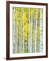 Aspen Grove, White River National Forest, Colorado, USA-Rob Tilley-Framed Premium Photographic Print