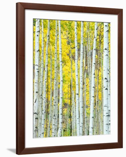 Aspen Grove, White River National Forest, Colorado, USA-Rob Tilley-Framed Premium Photographic Print