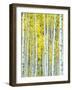 Aspen Grove, White River National Forest, Colorado, USA-Rob Tilley-Framed Photographic Print