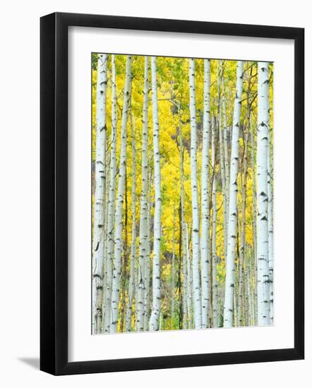 Aspen Grove, White River National Forest, Colorado, USA-Rob Tilley-Framed Photographic Print