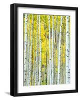 Aspen Grove, White River National Forest, Colorado, USA-Rob Tilley-Framed Photographic Print