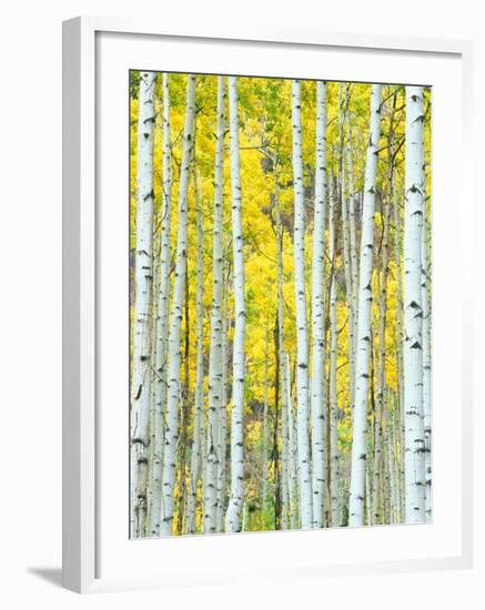 Aspen Grove, White River National Forest, Colorado, USA-Rob Tilley-Framed Photographic Print