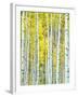 Aspen Grove, White River National Forest, Colorado, USA-Rob Tilley-Framed Photographic Print