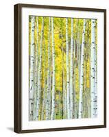 Aspen Grove, White River National Forest, Colorado, USA-Rob Tilley-Framed Photographic Print