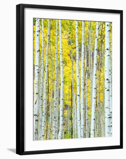 Aspen Grove, White River National Forest, Colorado, USA-Rob Tilley-Framed Photographic Print