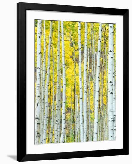 Aspen Grove, White River National Forest, Colorado, USA-Rob Tilley-Framed Photographic Print