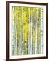 Aspen Grove, White River National Forest, Colorado, USA-Rob Tilley-Framed Photographic Print