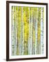 Aspen Grove, White River National Forest, Colorado, USA-Rob Tilley-Framed Photographic Print