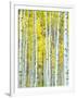 Aspen Grove, White River National Forest, Colorado, USA-Rob Tilley-Framed Photographic Print