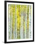 Aspen Grove, White River National Forest, Colorado, USA-Rob Tilley-Framed Photographic Print