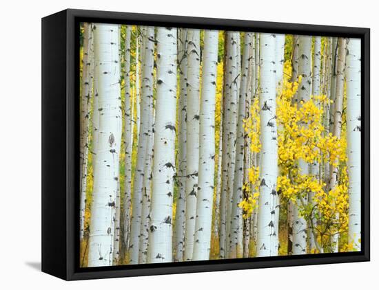 Aspen Grove, White River National Forest, Colorado, USA-Rob Tilley-Framed Stretched Canvas