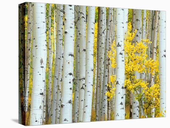 Aspen Grove, White River National Forest, Colorado, USA-Rob Tilley-Stretched Canvas