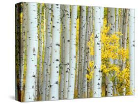 Aspen Grove, White River National Forest, Colorado, USA-Rob Tilley-Stretched Canvas