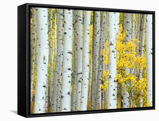 Aspen Grove, White River National Forest, Colorado, USA-Rob Tilley-Framed Stretched Canvas