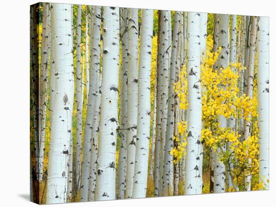 Aspen Grove, White River National Forest, Colorado, USA-Rob Tilley-Stretched Canvas