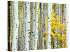 Aspen Grove, White River National Forest, Colorado, USA-Rob Tilley-Stretched Canvas