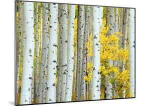 Aspen Grove, White River National Forest, Colorado, USA-Rob Tilley-Mounted Premium Photographic Print