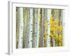 Aspen Grove, White River National Forest, Colorado, USA-Rob Tilley-Framed Photographic Print