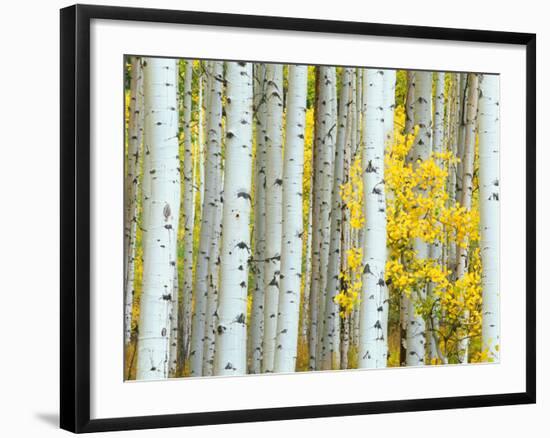 Aspen Grove, White River National Forest, Colorado, USA-Rob Tilley-Framed Photographic Print